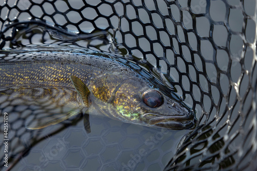 Walleye in a landing net close up photo