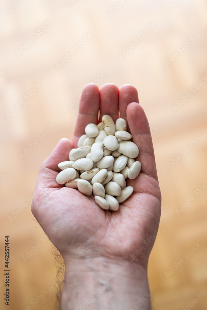 Heap of dry white beans held in palm by Caucasian male close up top view shallow depth of field Heap of dry white beans held in palm by Caucasian male close up top view shallow depth of field