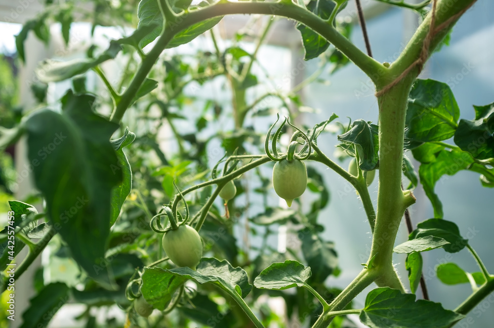 Small, unripe green tomatoes in a greenhouse, in a vegetable garden, on a summer day. 