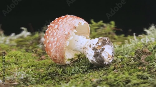 Fly Agaric Mushroom, closeup. Amanita muscaria (or fly agaric or fly amanita), is a psychoactive basidiomycete fungus and inedible poisonous mushroom.