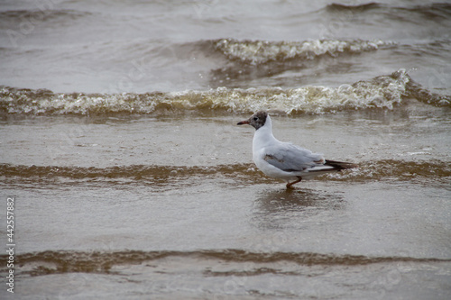 on a cloudy day, an adult gray gull in the water near the shore © eevlada