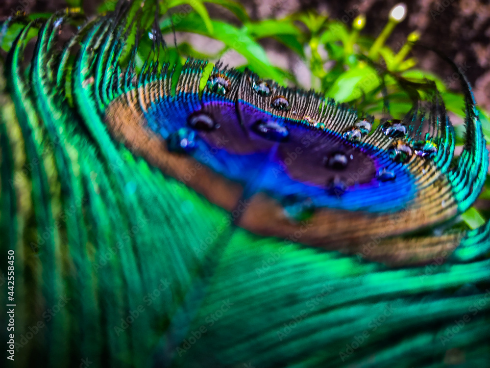 Naklejka premium peacock feather close up
