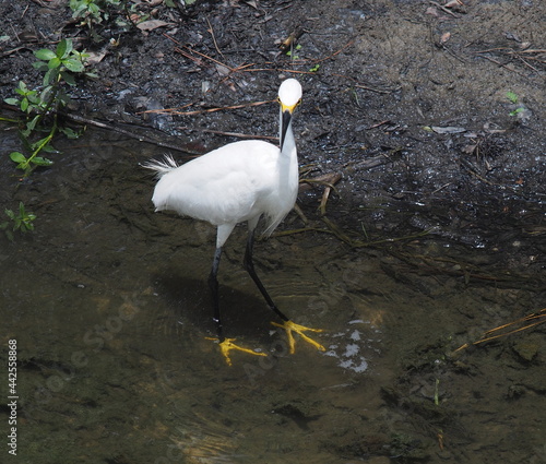 Juvenile snowy egret looking directly at camera