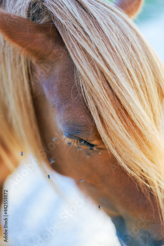 Cheval poney crinière blonde