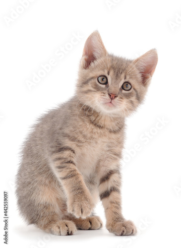 Small gray kitten. © Galyna