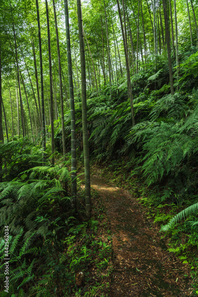 footpath in the forest footpath in the forest