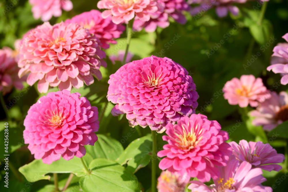 Beautiful flowers on beautiful blurred background Delicate floral background, soft focus selection. Beautiful flowers on beautiful blurred background Delicate floral background, soft focus selection.
