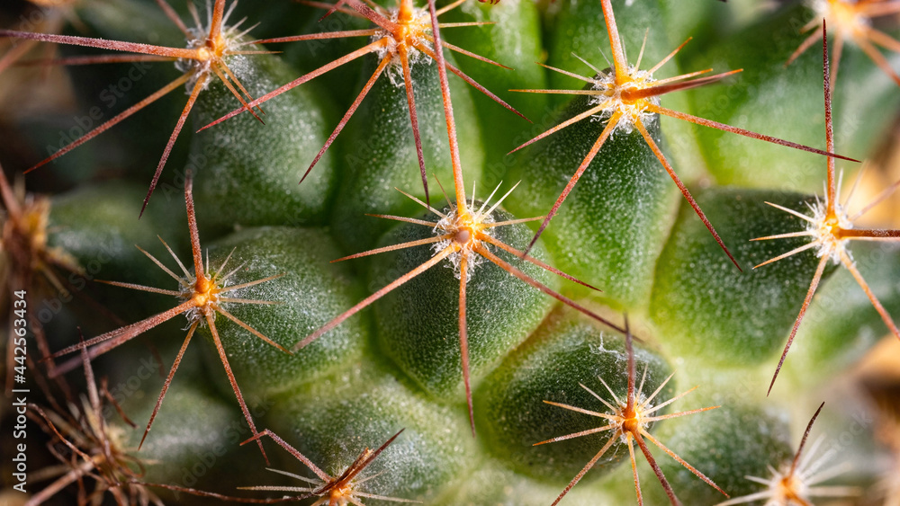 The thorns from the hard cactus can cause wounds. The thorns from the hard cactus can cause wounds.