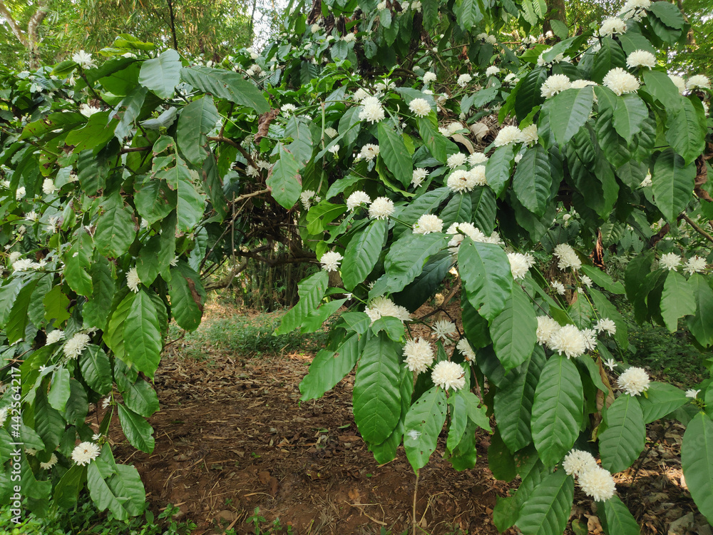 Coffee flowers - Beautiful white flowers of a robusta coffee plant in a plantation Coffee flowers - Beautiful white flowers of a robusta coffee plant in a plantation