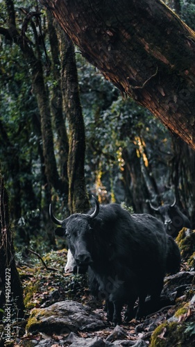 buffalo in the woods