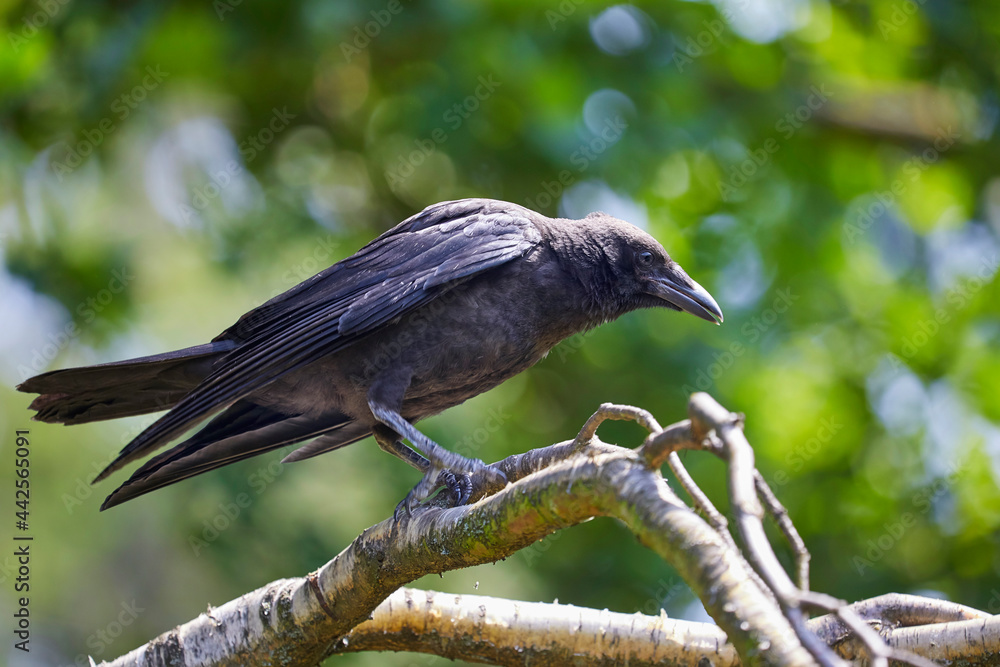 Naklejka premium Beautiful crafty common raven observes the surroundings.