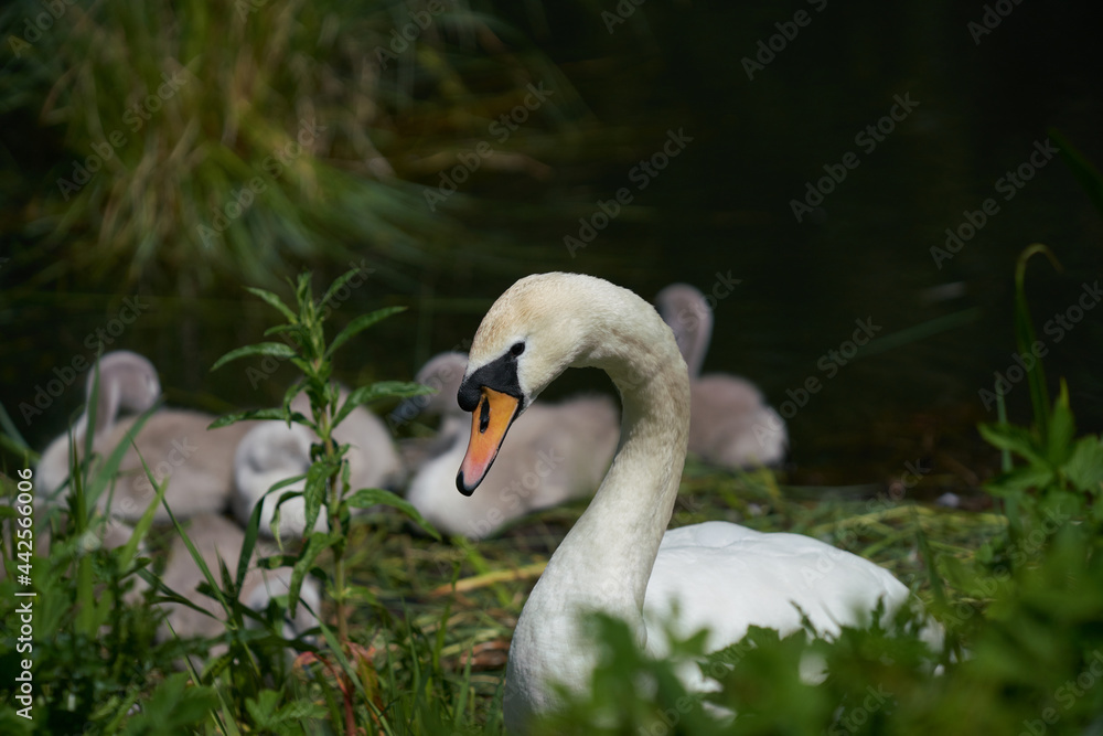 Obraz premium swan on the grass