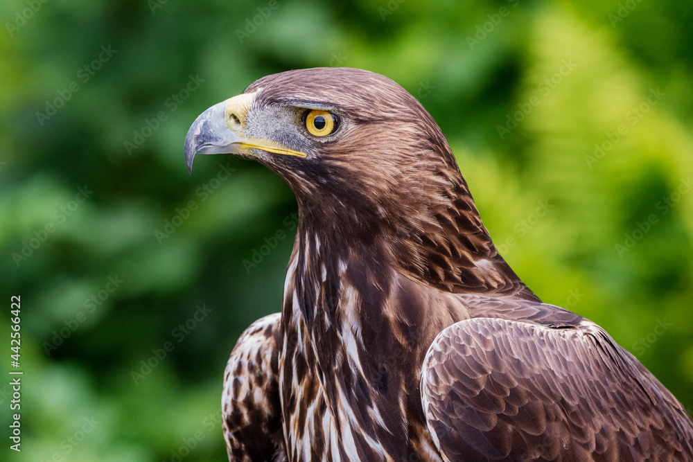 Fototapeta premium Kaiseradler