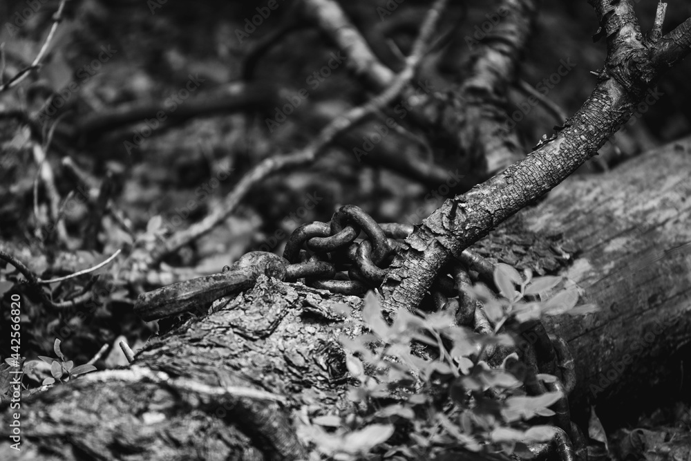 Chained tree Chained tree
