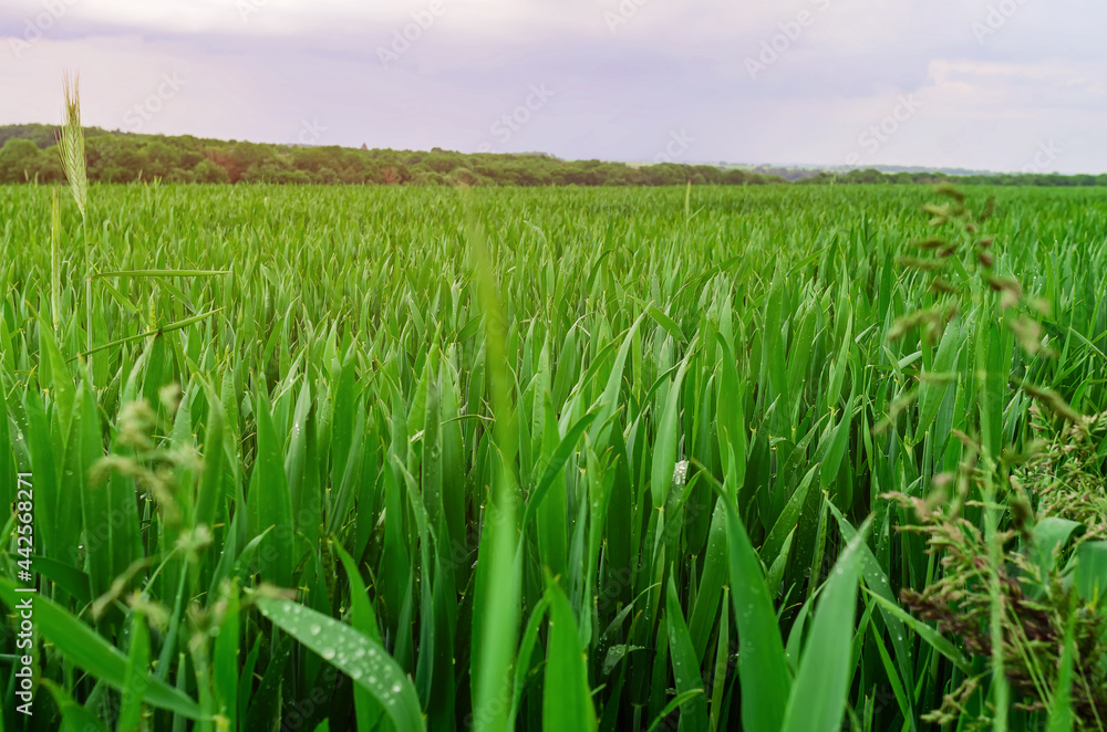 Fresh green wheat sown in the field. Agricultural land Fresh green wheat sown in the field. Agricultural land