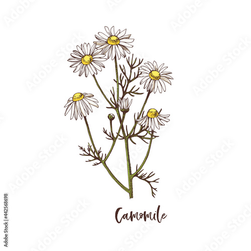 Branch of Camomile. Medicinal herb