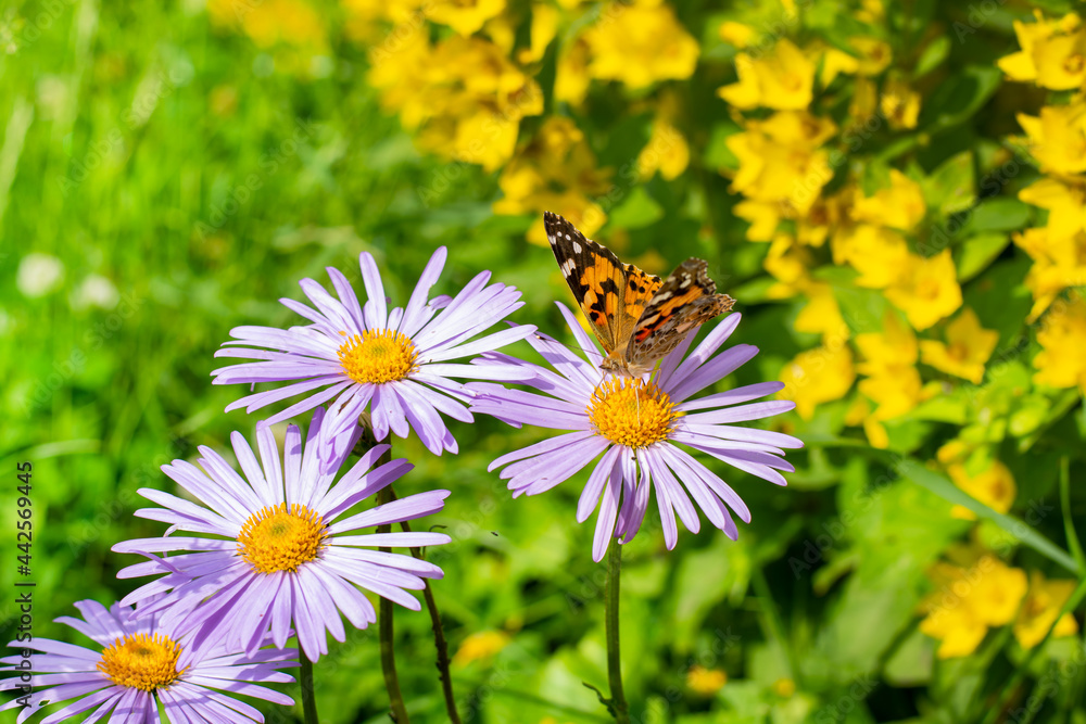 Obraz premium Close up of a butterfly on a flower. Summer day, a butterfly sitting on flowers.