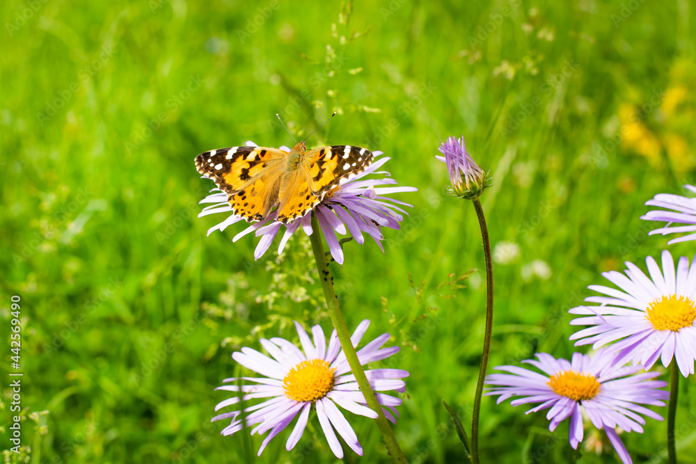 Close up of a butterfly on a flower. Summer day, a butterfly sitting on flowers. Close up of a butterfly on a flower. Summer day, a butterfly sitting on flowers.