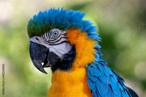 Arara Canindé - Blue-and-yellow Macaw © Marcos Dias