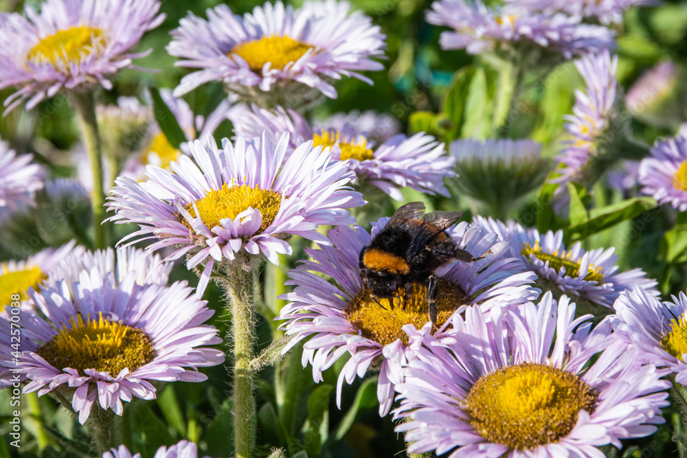 bee on a flower