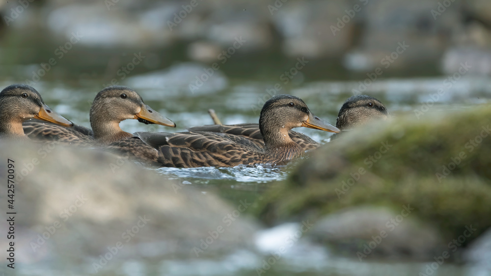 Fototapeta premium ente, bird, wasser, natur, see, stockente, wild lebende tiere, teich, tier