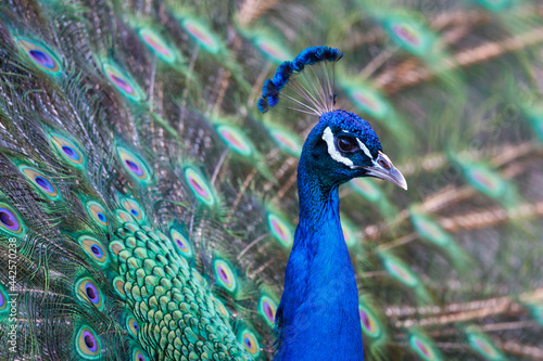 Portrait of a male peacock