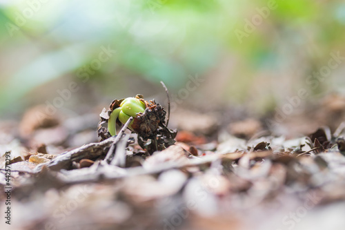 Green sprout growing from seed © kurapy