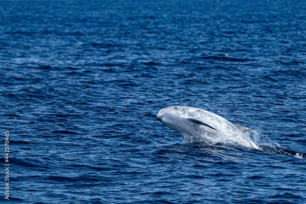 Fotografie Risso Dolphin Grampus in Atlantic ocean