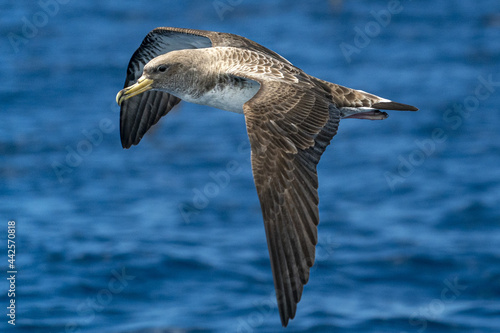 Cory's shearwater bird flying over the ocean photo