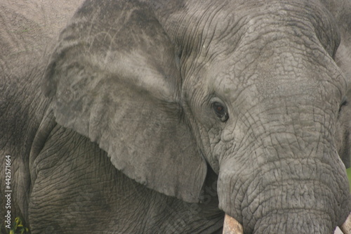 Close-up portrait of wild elephant (Loxodonta africana) Ngorongoro Crater Tanzania.