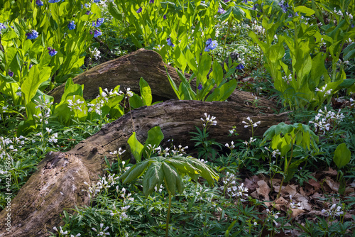 Cutleaf toothwort and virginia bluebells cover the forest floor and surround a fallen log in a spring woodland.