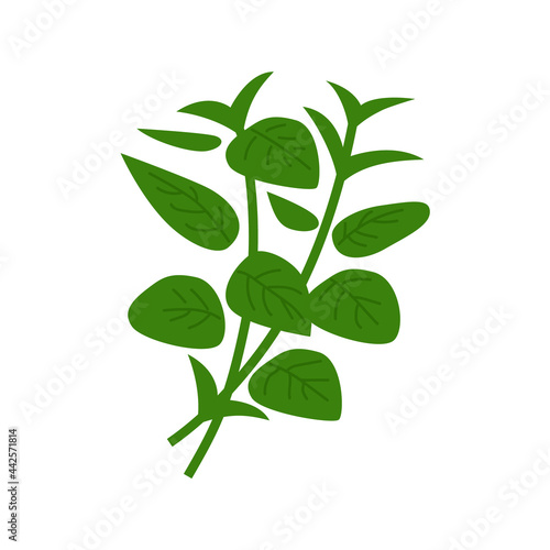 Heap of green basil. Vector illustration isolated on white.