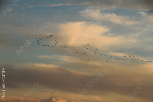 flamingos flying in V form 