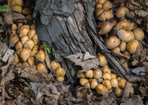 An intimate view of mushrooms growing on a decaying log on the forest floor.