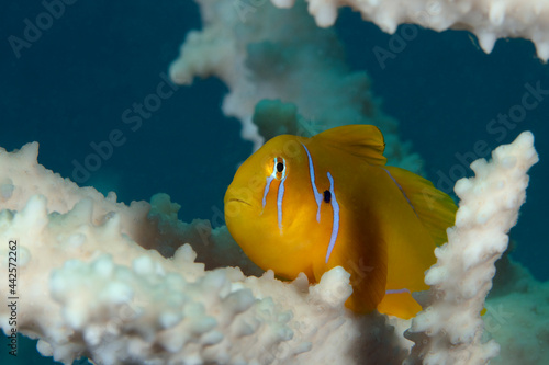 Gobiodon citrinus. Underwater word of the Red Sea. Photo was taken in Makadi Bay, Hurghada, Egypt