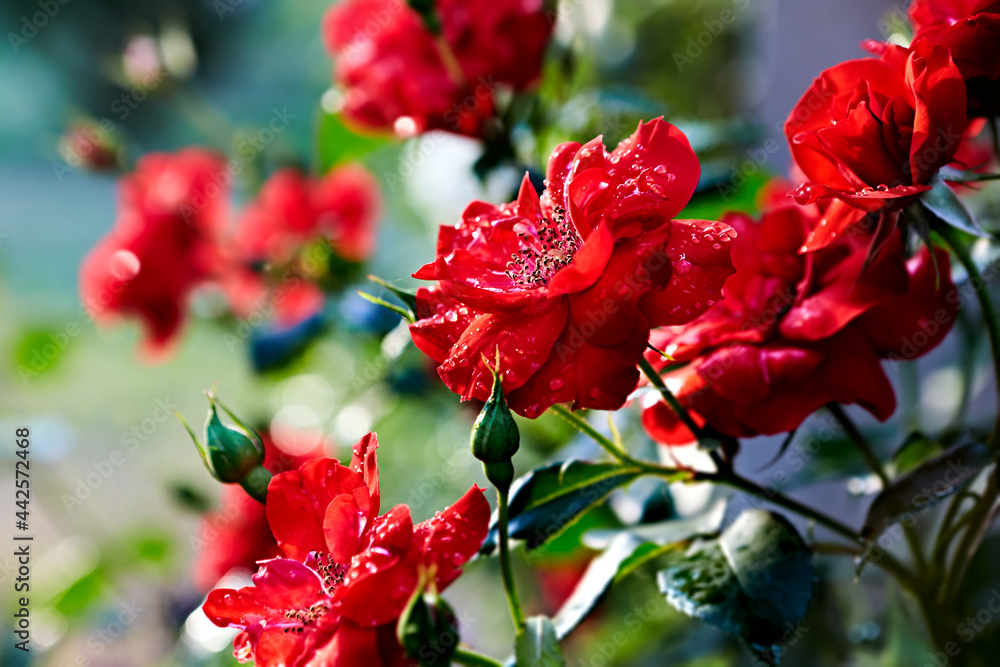 Close-up of  beautiful Red Rose Flowers