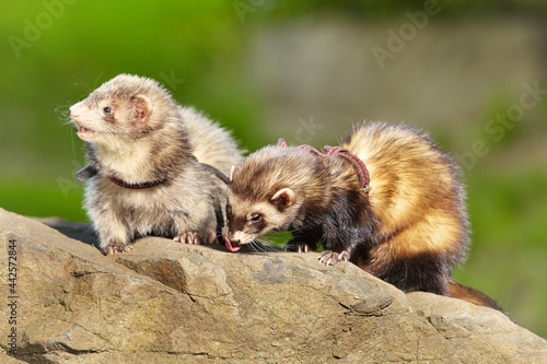 Ferret couple enjoying walking and game in sumer city park