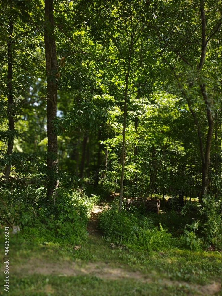 Fototapeta premium path in the forest