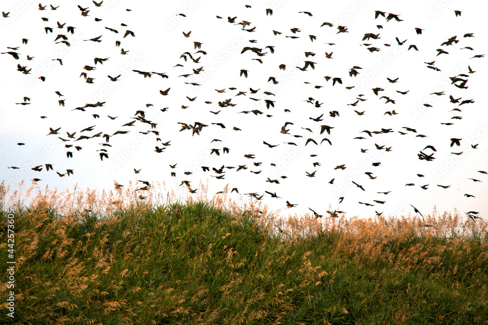Obraz premium Birds flooding a Saskatchewan landscape.