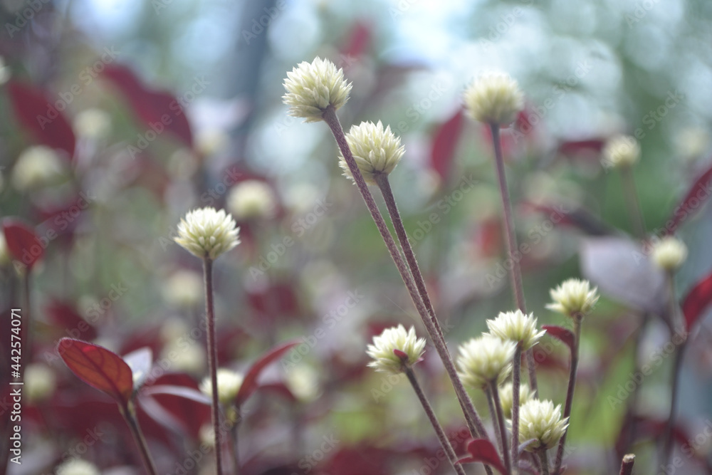 White Gomphrena - Dentata Ruby - Alternanthera dentata (Moench) Scheygr. Purple flower background White Gomphrena - Dentata Ruby - Alternanthera dentata (Moench) Scheygr. Purple flower background