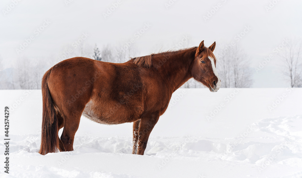 Brown horse standing on winter snow covered field, view from side Brown horse standing on winter snow covered field, view from side