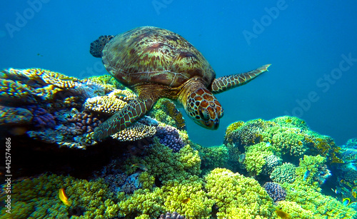 turtle swims under water in coral