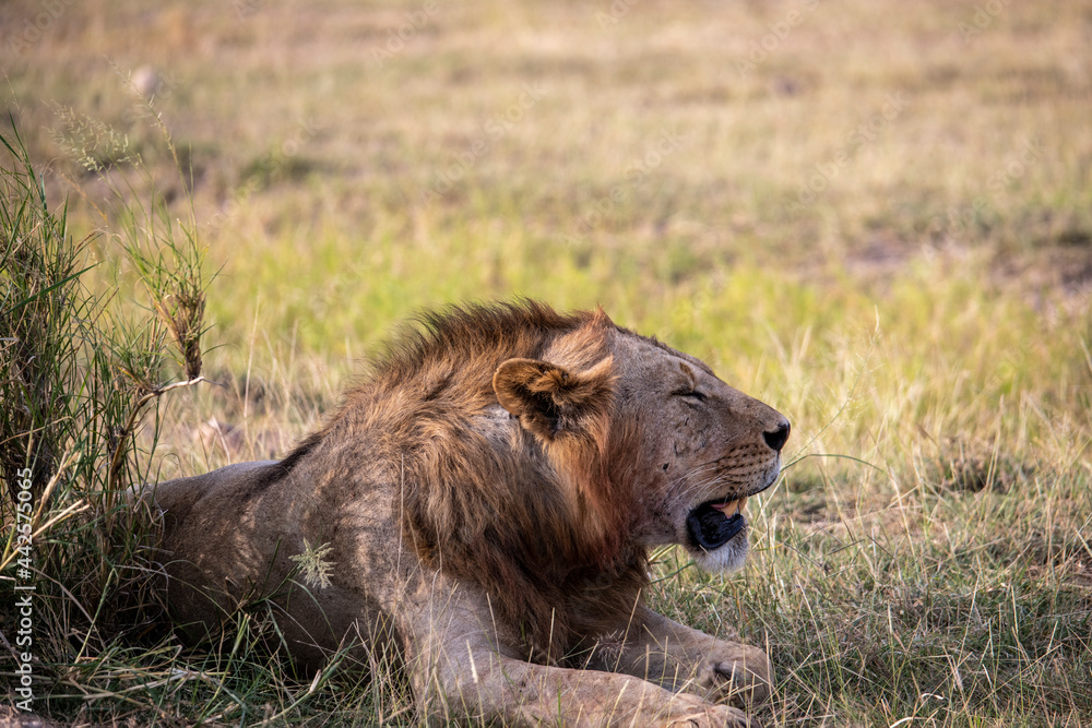 Naklejka premium lions are lazily resting after a successful night hunt and waiting for the heat to subside 