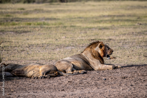 lions are lazily resting after a successful night hunt and waiting for the heat to subside 