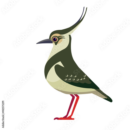 Northern lapwing is pewit, green plover, or just lapwing, is a bird in the lapwing subfamily. Bird Cartoon flat style beautiful character of ornithology, vector illustration isolated on white photo