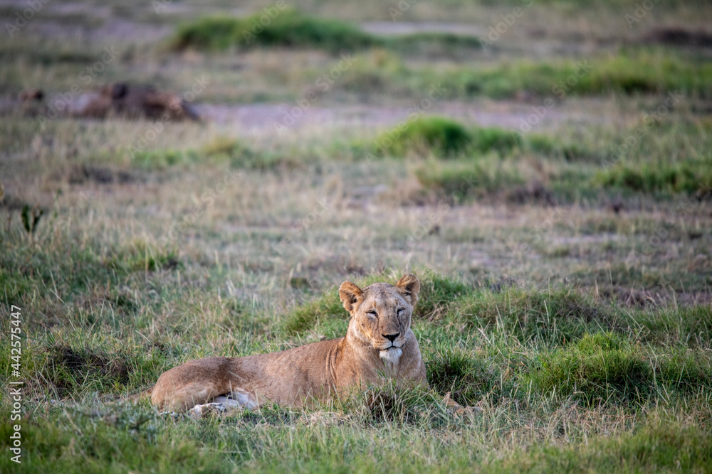 lions are lazily resting after a successful night hunt and waiting for the heat to subside lions are lazily resting after a successful night hunt and waiting for the heat to subside