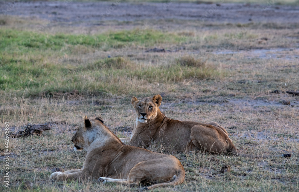 lions are lazily resting after a successful night hunt and waiting for the heat to subside lions are lazily resting after a successful night hunt and waiting for the heat to subside