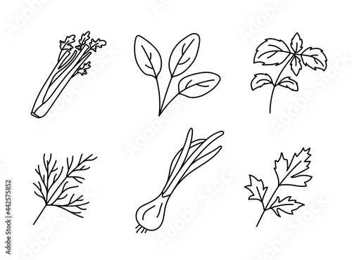 Celery, spinach, basil, dill, green onions and parsley. Herbs and vegetable sketch. Thin simple outline icon. Black contour line vector set. Doodle collection