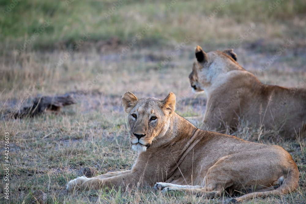 lions are lazily resting after a successful night hunt and waiting for the heat to subside lions are lazily resting after a successful night hunt and waiting for the heat to subside