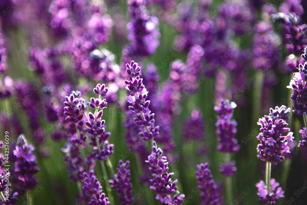 Selective focus Lavender flowers at sunset rays, Blooming Violet fragrant lavender flower summer landscape. Growing Lavender, harvest, perfume ingredient, aromatherapy. Lavender field lit by sunlight Selective focus Lavender flowers at sunset rays, Blooming Violet fragrant lavender flower summer landscape. Growing Lavender, harvest, perfume ingredient, aromatherapy. Lavender field lit by sunlight